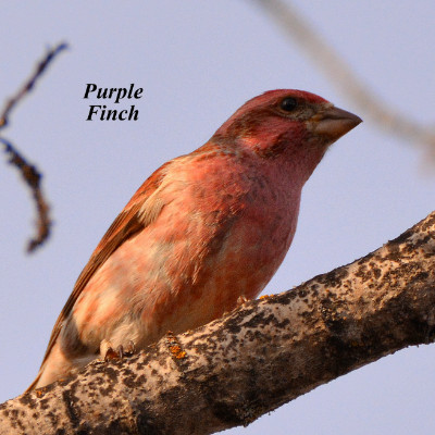 Purple Finch